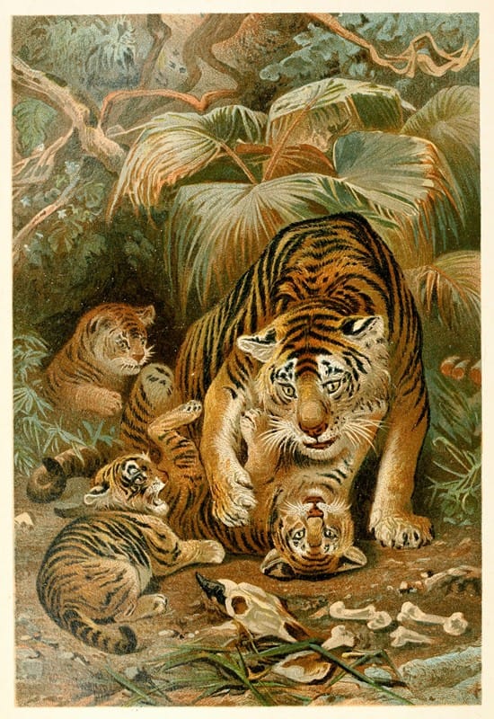 Anonymous - Tigress and Cubs
