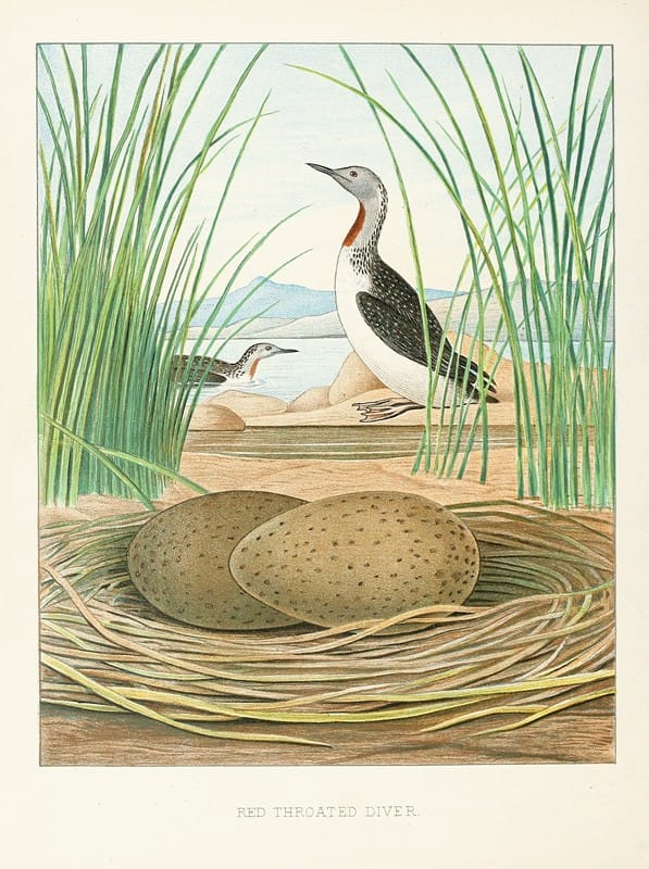 Edwin L. Sheppard - Red-throated Diver