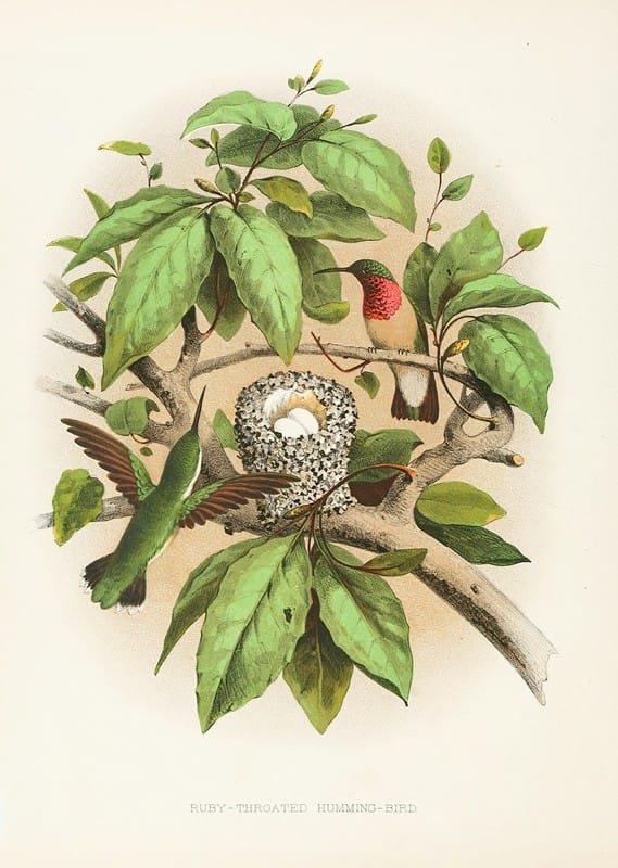 Edwin L. Sheppard - Ruby-throated Humming-bird