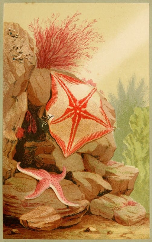 Philip Henry Gosse - Star Fishes