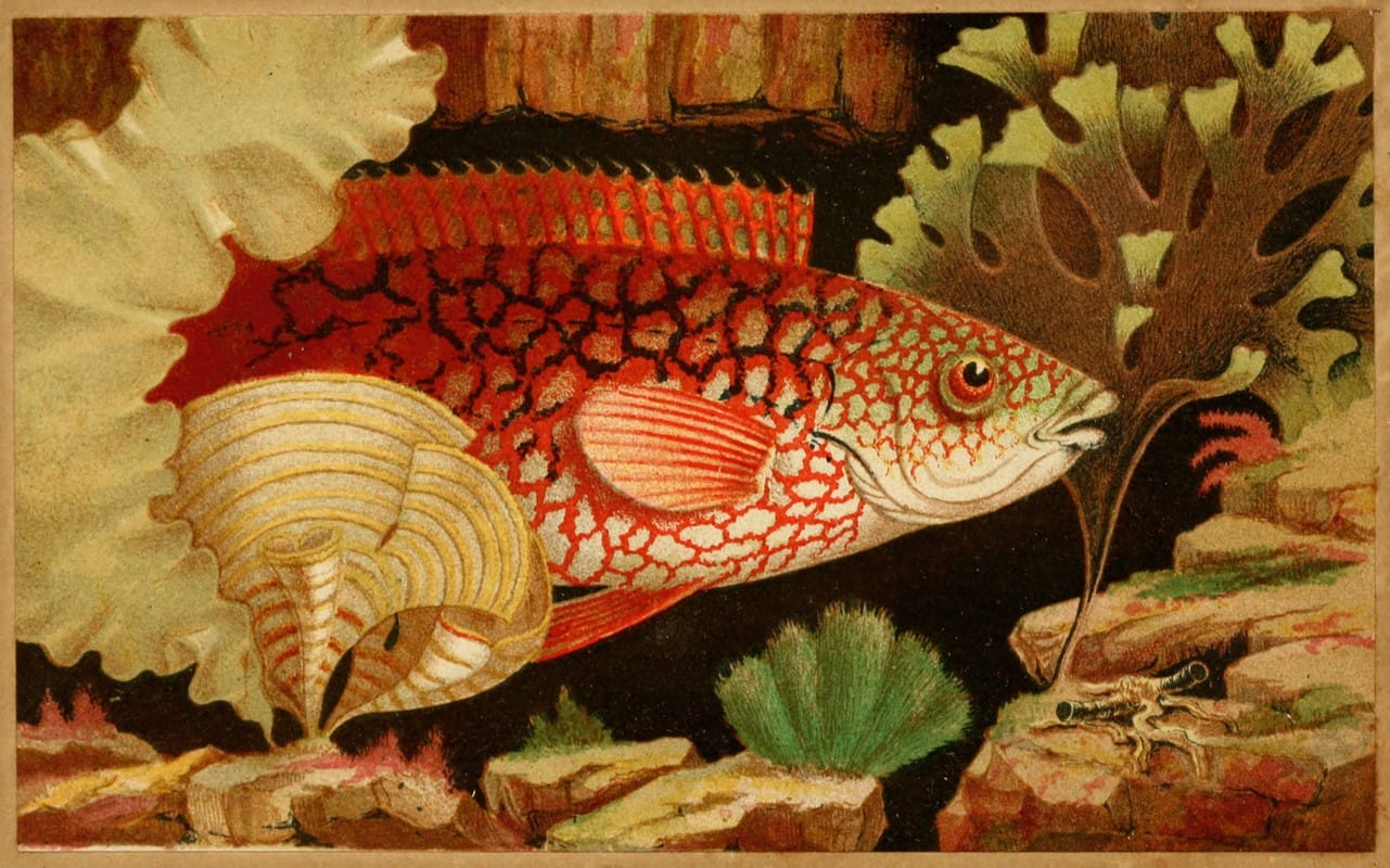 Philip Henry Gosse - The Ancient Wrasse