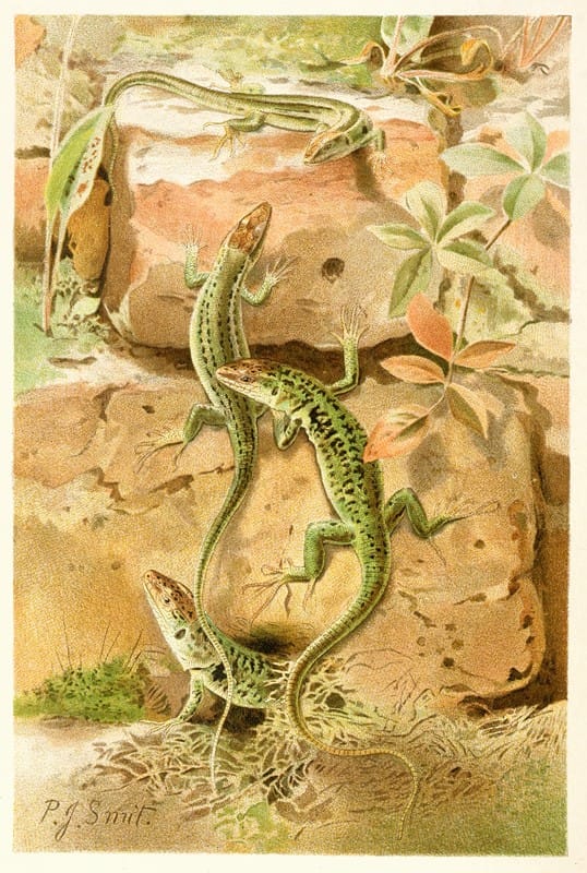 Pierre Jacques Smit - Wall Lizards