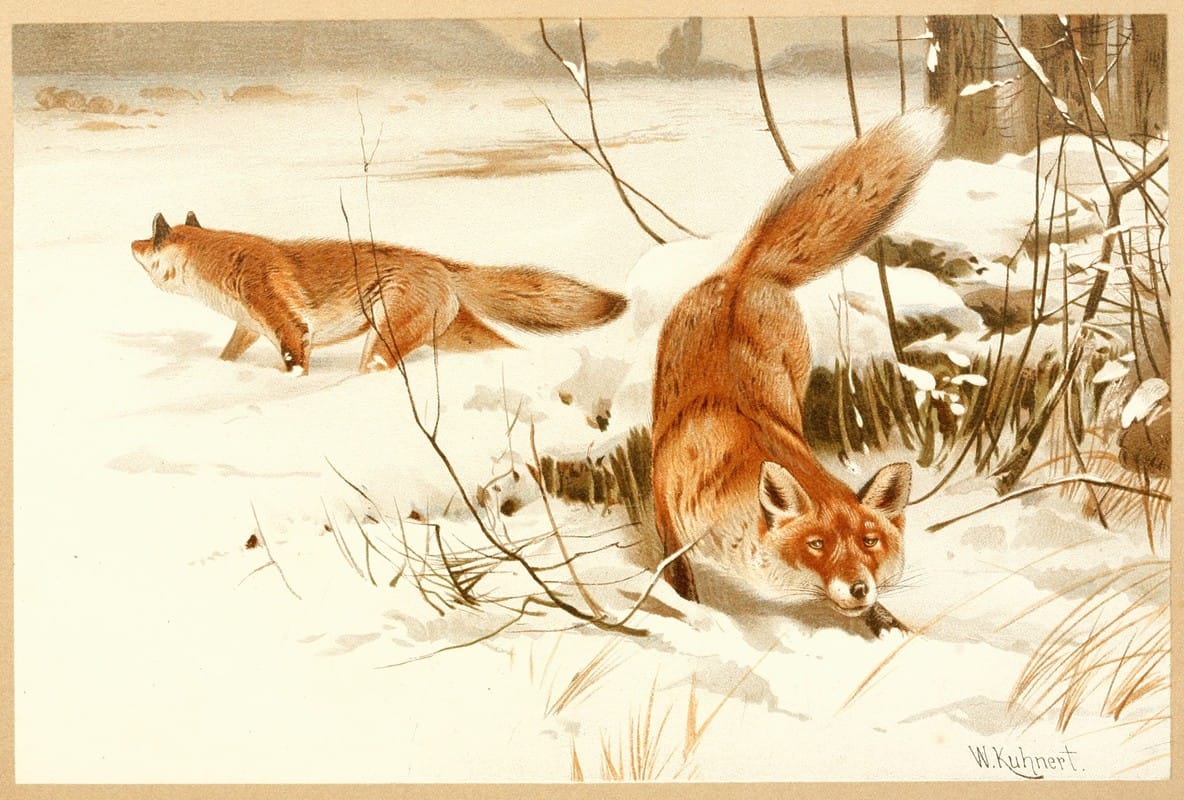 Wilhelm Kuhnert - Common fox
