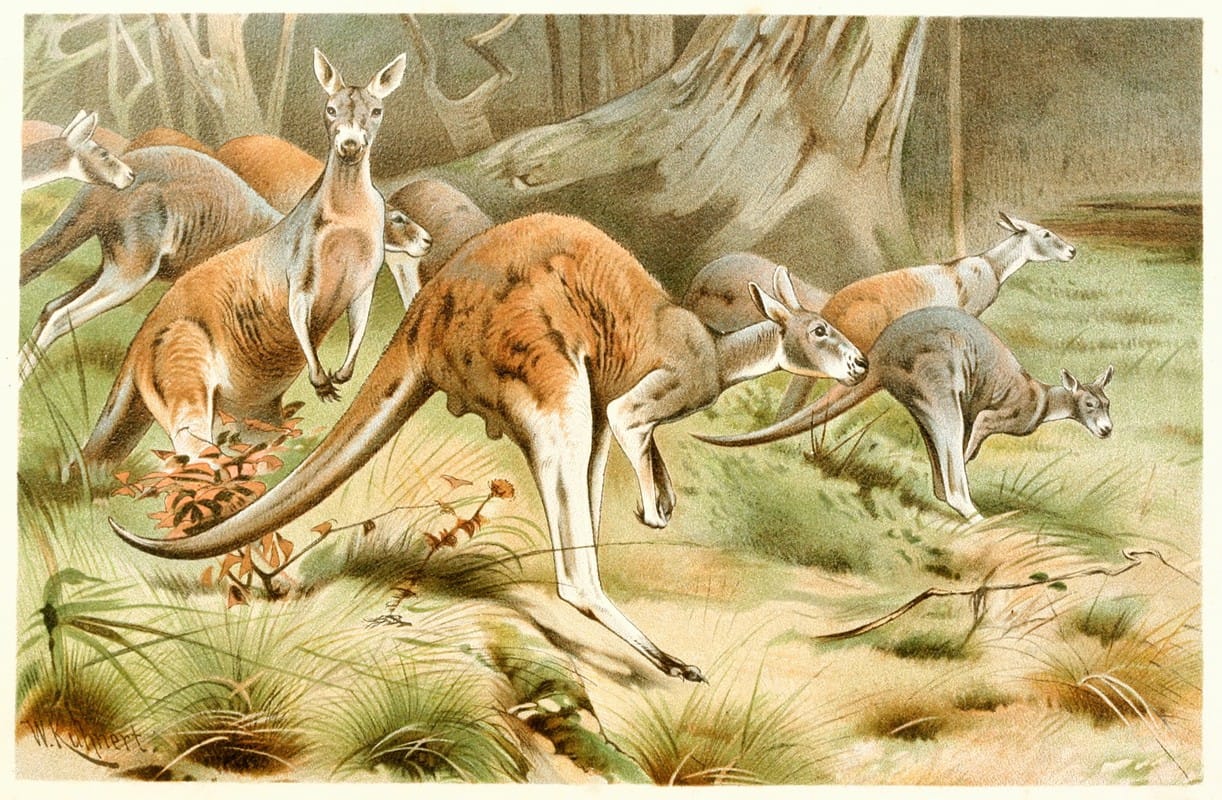 Wilhelm Kuhnert - The Red Kangaroo