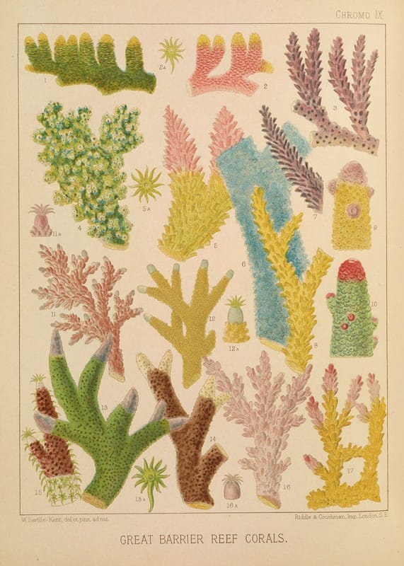 William Saville-Kent - Great Barrier Reef Corals III