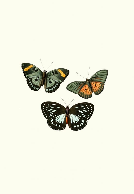 William Chapman - The genera of diurnal lepidoptera pl06