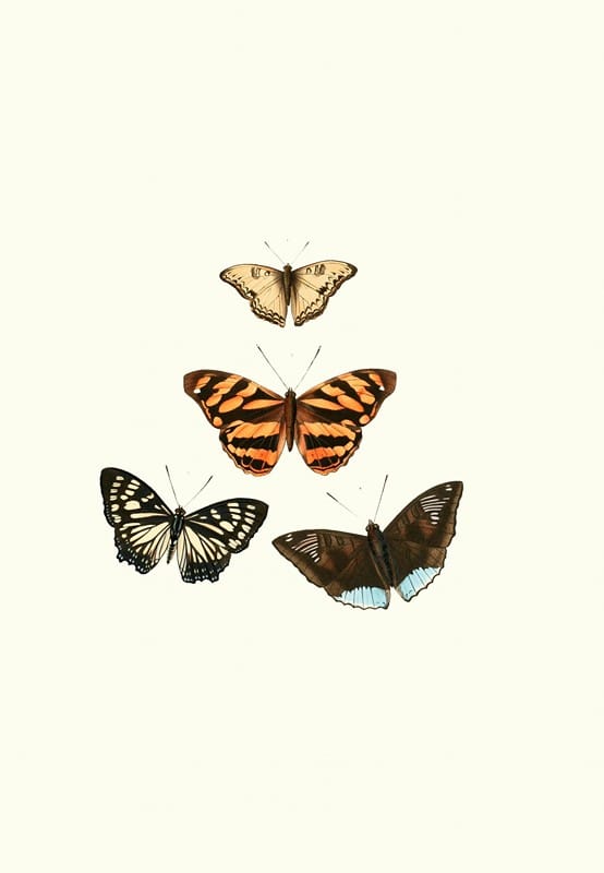 William Chapman - The genera of diurnal lepidoptera pl09