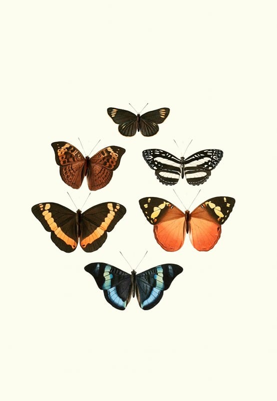 William Chapman - The genera of diurnal lepidoptera pl11