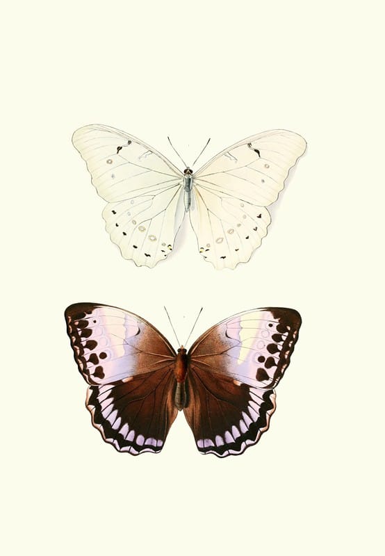 William Chapman - The genera of diurnal lepidoptera pl24