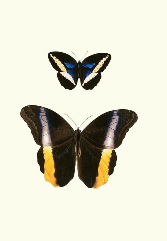 William Chapman - The genera of diurnal lepidoptera pl25