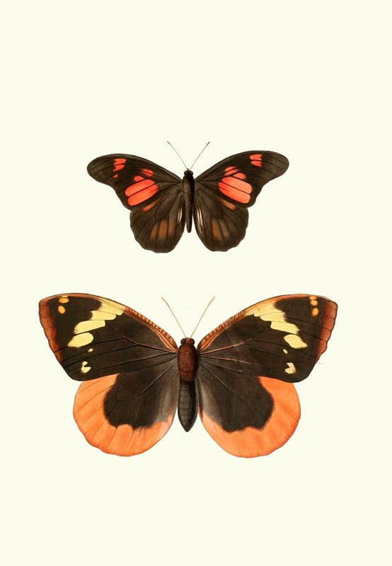 William Chapman - The genera of diurnal lepidoptera pl27