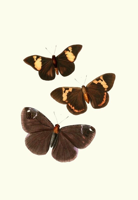 William Chapman - The genera of diurnal lepidoptera pl28