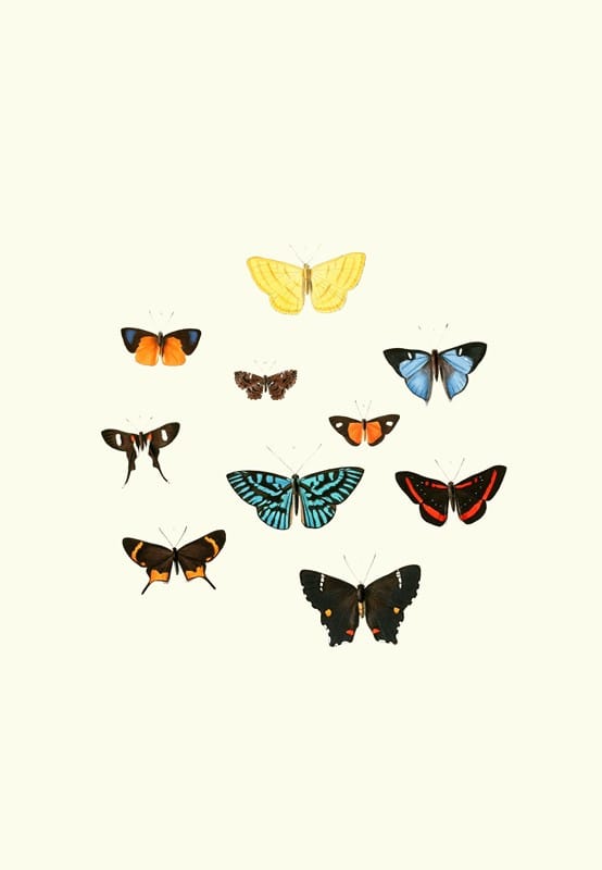 William Chapman - The genera of diurnal lepidoptera pl39