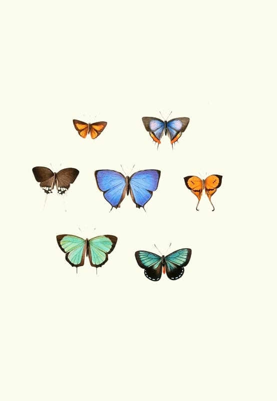 William Chapman - The genera of diurnal lepidoptera pl43