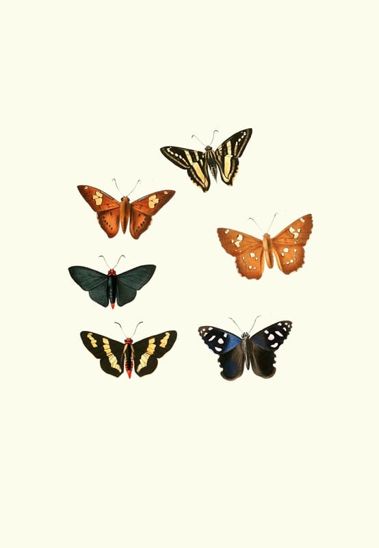 William Chapman - The genera of diurnal lepidoptera pl47