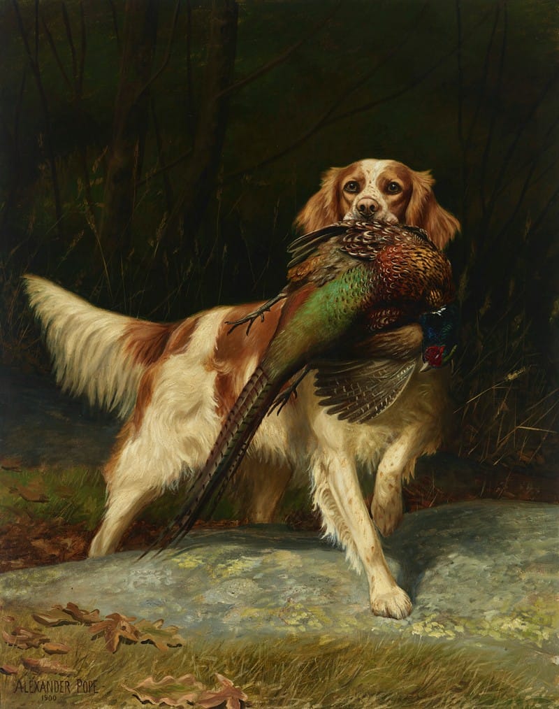 Springer Spaniel with Pheasant