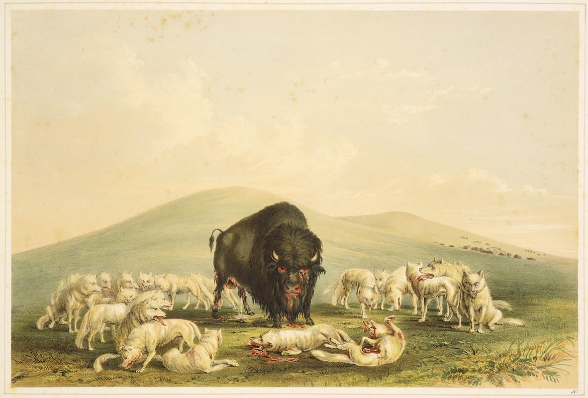 Buffalo Hunt; White Wolves Attacking Buffalo Bull