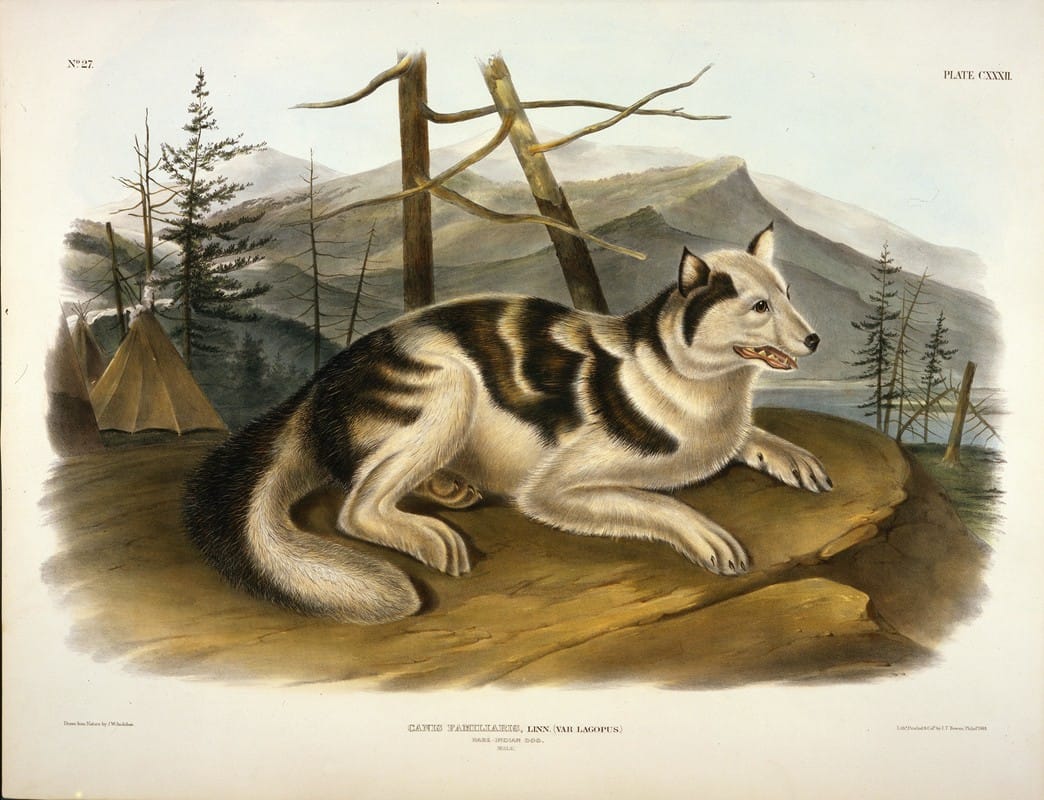 John Woodhouse Audubon - Hare Indian Dog