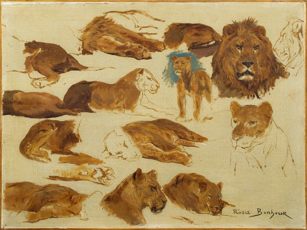 A sketch of lions and lionesses