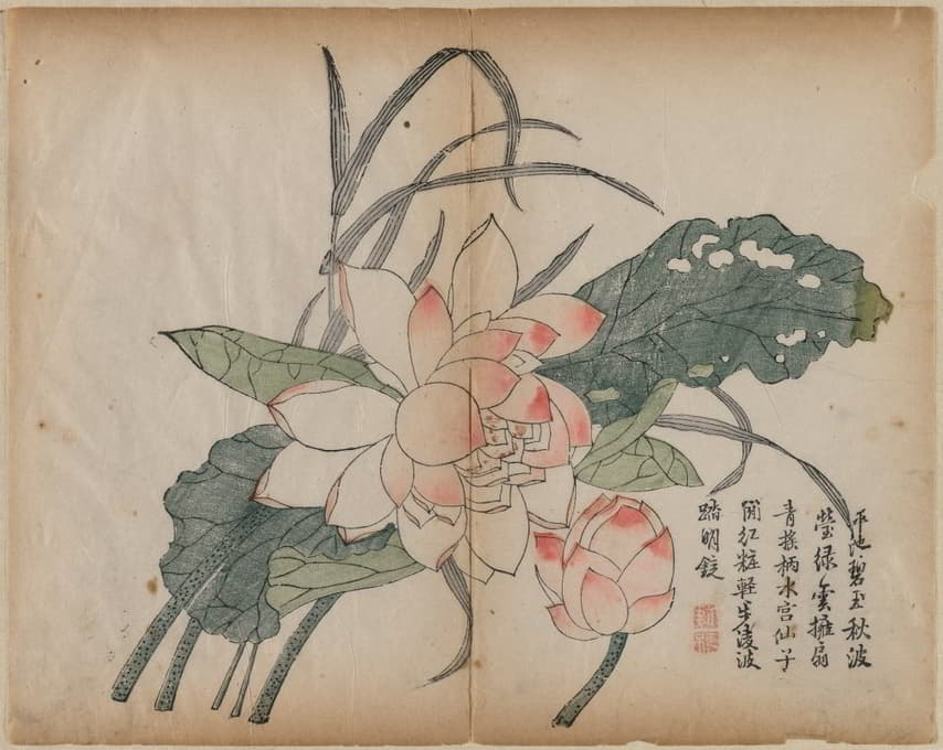 Anonymous - Flowering Lotus and Bud