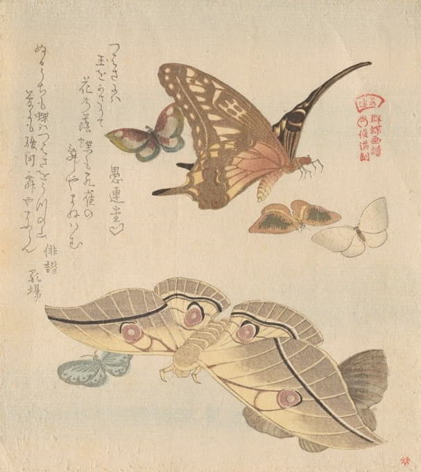 蝴蝶和飞蛾，来自A系列蝴蝶群（GunchōGafu）