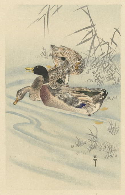 Ohara Koson - Three ducks in shallow water with reed