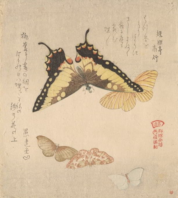 《蝴蝶群绘画手册》（Guncho，Gafu）3