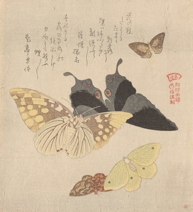 《蝴蝶群绘画手册》（Guncho，Gafu）4