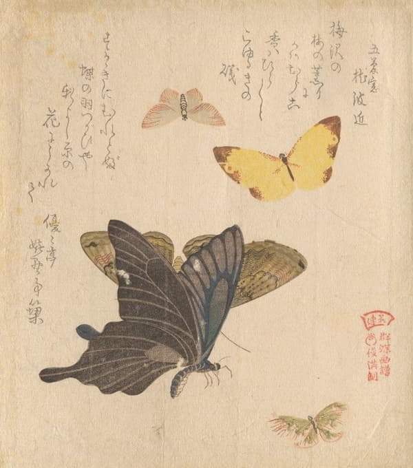 《蝴蝶群绘画手册》（Guncho，Gafu）5