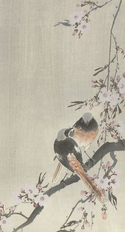 Ohara Koson - Two siegeled redtails with cherry blossom