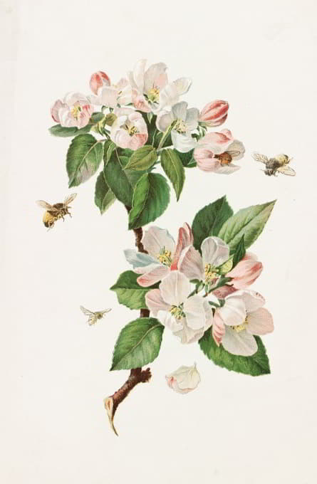 Alois Lunzer - Apple Blossoms and Bees