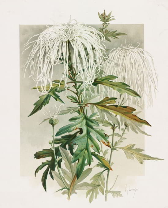 Alois Lunzer - Medusa Chrysanthemum