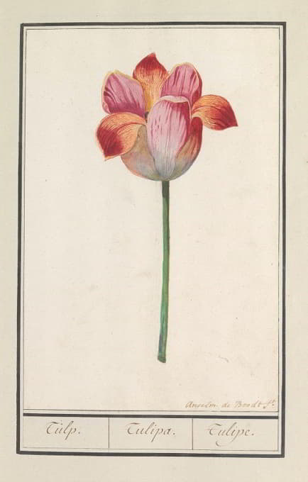 Anselmus Boëtius de Boodt - Tulp (Tulipa)