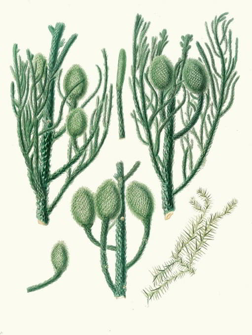 Aylmer Bourke Lambert - Araucaria Cunninghamii = Moreton Bay pine.
