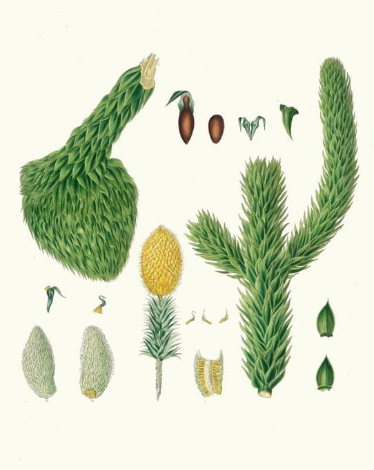Aylmer Bourke Lambert - Araucaria imbricata = Chili pine