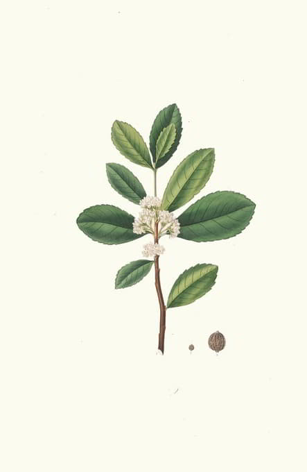 Aylmer Bourke Lambert - Ilex Paraguensis (miniatute branch with white flowers)