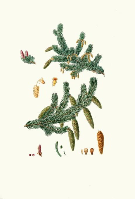 Aylmer Bourke Lambert - Pinus alba = Whit spruce fir