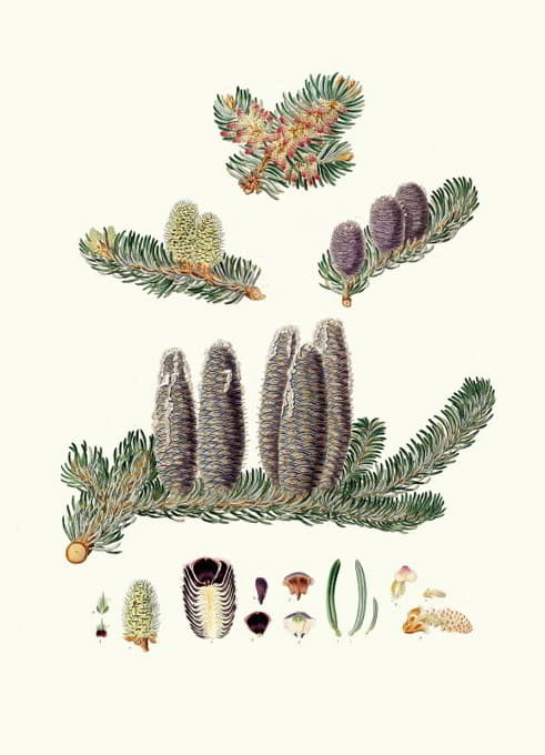 Aylmer Bourke Lambert - Pinus Balsamea = Balm of Gilead fir
