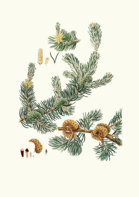 Aylmer Bourke Lambert - Pinus banksiana = Labrador pine