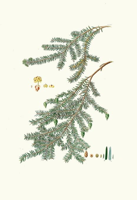 Aylmer Bourke Lambert - Pinus canadensis = Canada pine