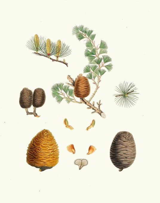 Aylmer Bourke Lambert - Pinus deodara = Indian cedar