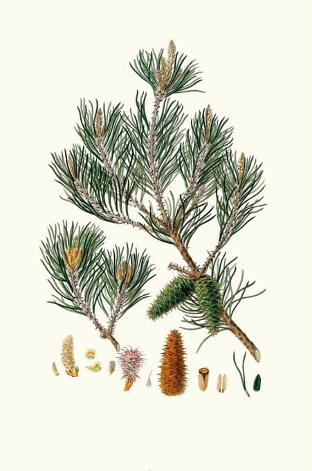 Aylmer Bourke Lambert - Pinus inops = Jersey pine