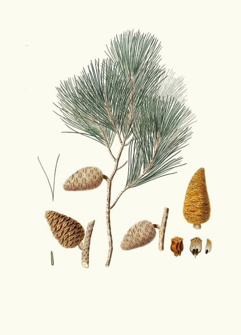 Aylmer Bourke Lambert - Pinus maritima = Maritime pine