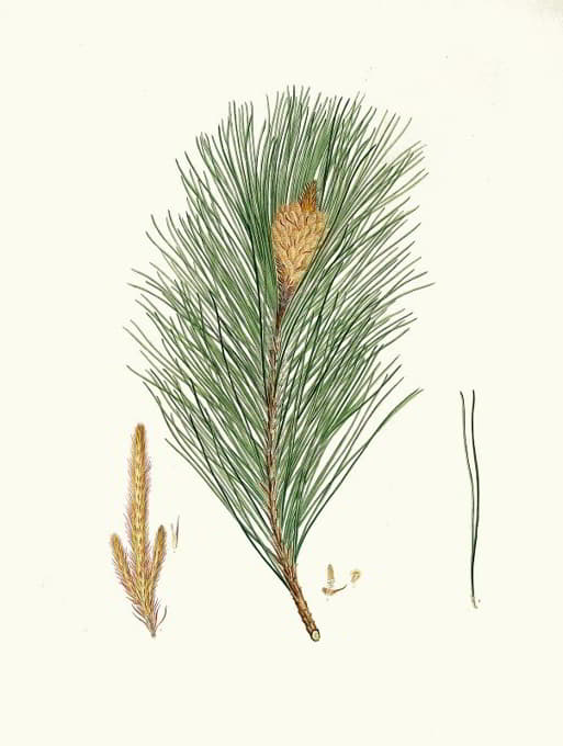 Aylmer Bourke Lambert - Pinus massoniana = Indian pine