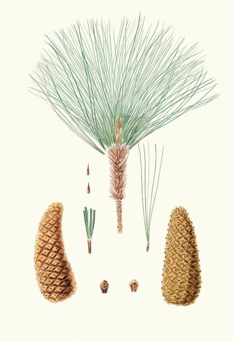 Aylmer Bourke Lambert - Pinus montezumae = Rough-branched Mexican pine.