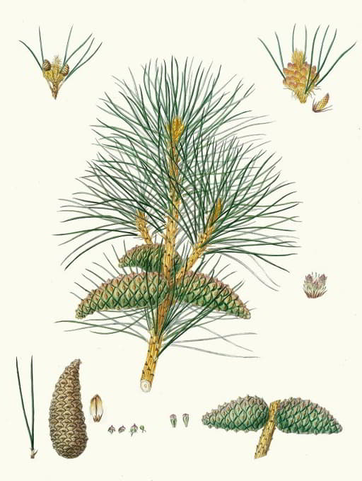 Aylmer Bourke Lambert - Pinus pallasiana = Tartarian pine.