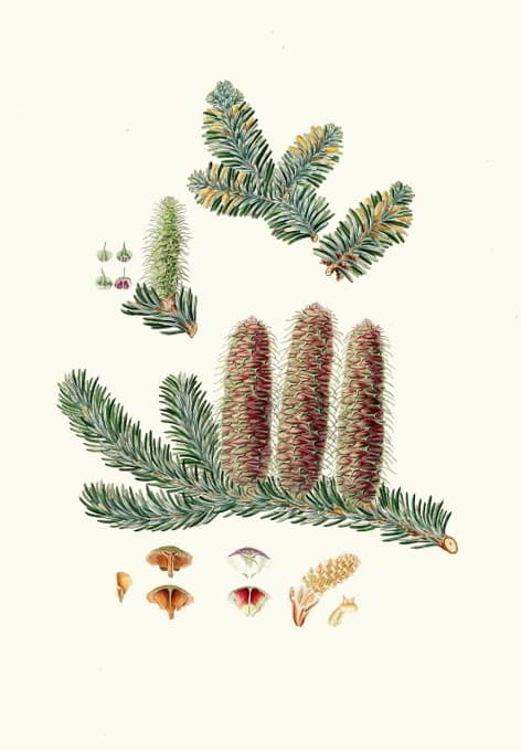 Aylmer Bourke Lambert - Pinus picea = Silver fir