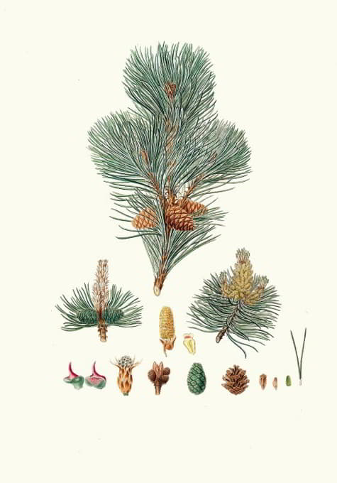 Aylmer Bourke Lambert - Pinus pumilio = The mugho, or Mountain pine.