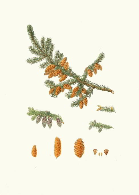 Aylmer Bourke Lambert - Pinus rubra = Newfoundland red pine