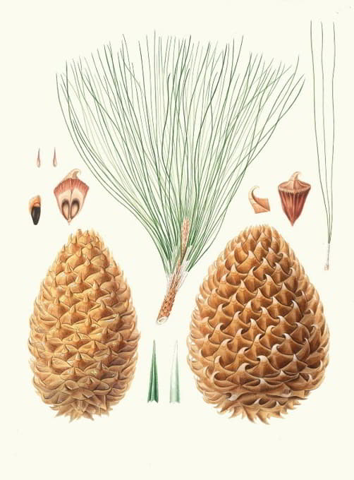 Aylmer Bourke Lambert - Pinus sabiniana = Great prickly-coned pine. [Digger pine]